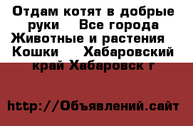 Отдам котят в добрые руки. - Все города Животные и растения » Кошки   . Хабаровский край,Хабаровск г.